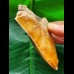 9.4 cm red-brown tooth of the Megalodon from New Caledonia