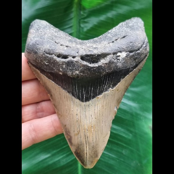 11.6 cm large tooth of the Megalodon with broad black bourelette