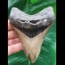 11.6 cm large tooth of the Megalodon with broad black bourelette