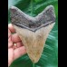 11.6 cm large tooth of the Megalodon with broad black bourelette