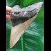 11.6 cm large tooth of the Megalodon with broad black bourelette