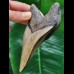 11.6 cm large tooth of the Megalodon with broad black bourelette