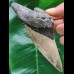 11.6 cm large tooth of the Megalodon with broad black bourelette