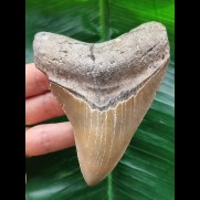 10,2 cm heller und scharfer Zahn des Megalodon