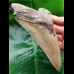 14,0 cm beiger beeindruckender Zahn des Megalodon