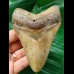 11.2 cm brown tooth of Carcharocles Megalodon