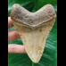 11.2 cm brown tooth of Carcharocles Megalodon