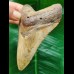 11.2 cm brown tooth of Carcharocles Megalodon