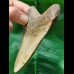 11.2 cm brown tooth of Carcharocles Megalodon