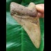11.2 cm brown tooth of Carcharocles Megalodon