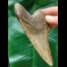11.2 cm brown tooth of Carcharocles Megalodon