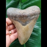 12,4 cm grauer Zahn des Megalodon
