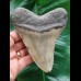 12.4 cm gray tooth of the Megalodon