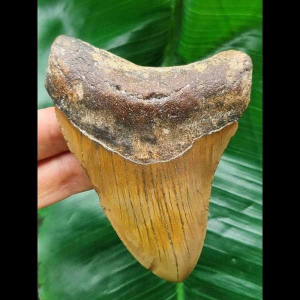 10,8 cm brauner Zahn des Megalodon