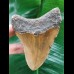 10,8 cm brauner Zahn des Megalodon