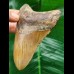 10,8 cm brauner Zahn des Megalodon