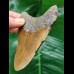10,8 cm brauner Zahn des Megalodon