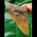 10,8 cm brauner Zahn des Megalodon