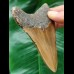 10,8 cm brauner Zahn des Megalodon