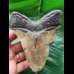 11.8 cm massive tooth of the Megalodon