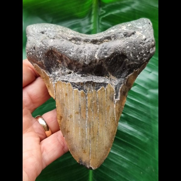 11.8 cm massive tooth of the Megalodon