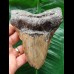 11.8 cm massive tooth of the Megalodon