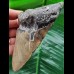 11.8 cm massive tooth of the Megalodon