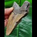 11.8 cm massive tooth of the Megalodon
