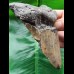11.8 cm massive tooth of the Megalodon