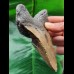 11.8 cm massive tooth of the Megalodon