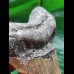 11.8 cm massive tooth of the Megalodon
