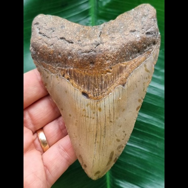 11.8 cm gray tooth of Megalodon with red-brown root