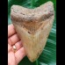 11.8 cm gray tooth of Megalodon with red-brown root