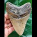 11.8 cm gray tooth of Megalodon with red-brown root