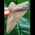 11.8 cm gray tooth of Megalodon with red-brown root