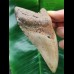 11.8 cm gray tooth of Megalodon with red-brown root