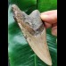 11.8 cm gray tooth of Megalodon with red-brown root