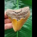 7.4 cm red-brown tooth of the Megalodon