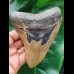 13,0 cm beautifully colored tooth of the Megalodon