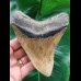 13,0 cm beautifully colored tooth of the Megalodon