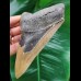 13,0 cm beautifully colored tooth of the Megalodon