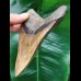 13,0 cm beautifully colored tooth of the Megalodon