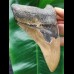 13,0 cm beautifully colored tooth of the Megalodon