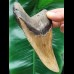 13,0 cm beautifully colored tooth of the Megalodon
