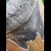 13,0 cm beautifully colored tooth of the Megalodon