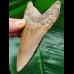 11,2 cm brauner dolchförmiger Zahn des Megalodon