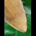11,2 cm brauner dolchförmiger Zahn des Megalodon