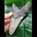 11.3 cm tooth of the Megalodon with massive root