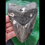 11,8 cm herzförmiger Zahn des Megalodon