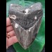 11.8 cm heart-shaped tooth of the Megalodon
